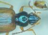 Bembidion hummleri